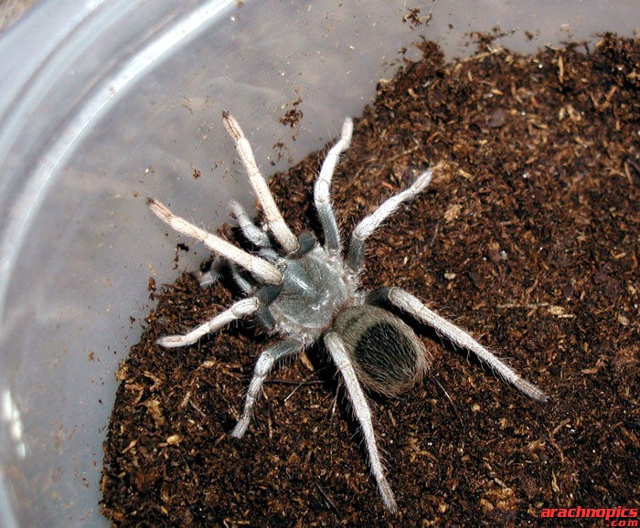 Metriopelma sp. "Estado Trujillo"