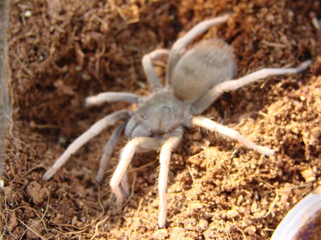 Metriopelma Sp. "Venezuela/White"