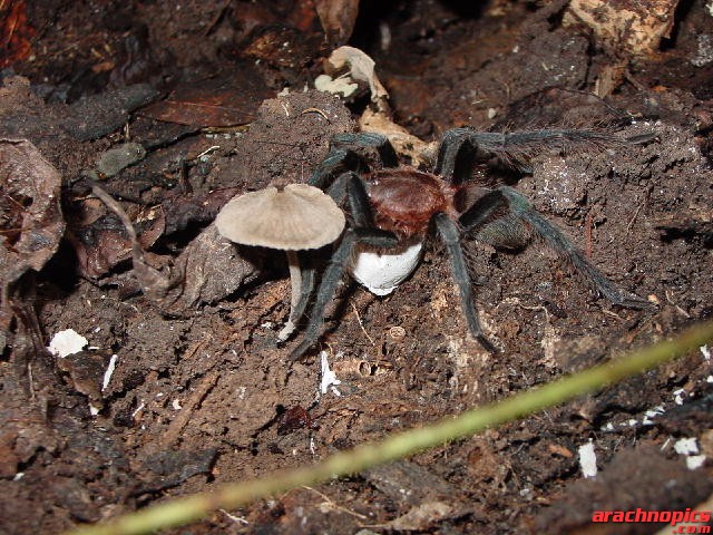 metriopelma_w_sac_2_resize