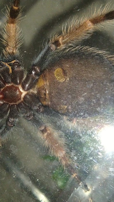 Mexican Fire leg ( Brachypelma boehmei)