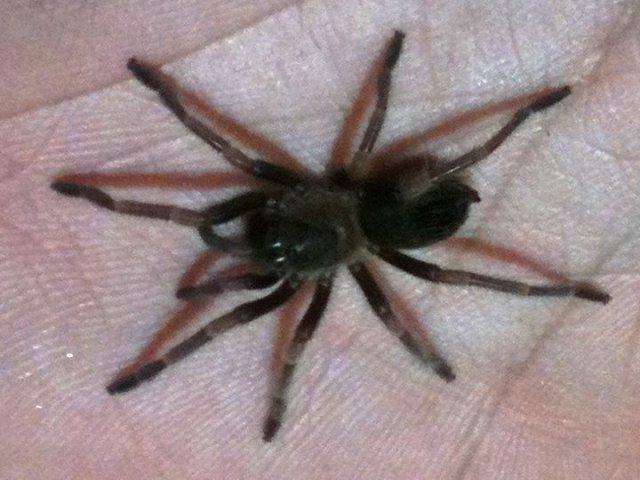 Mexican Red Knee (b.smithi)