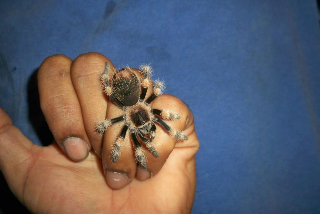 mexican red knee tarantula bite symptoms