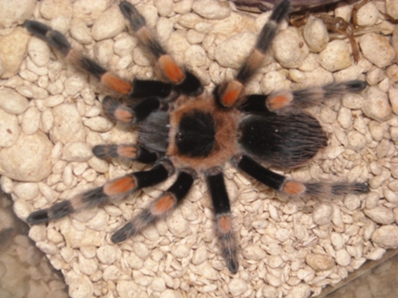 Mexican Red Knee