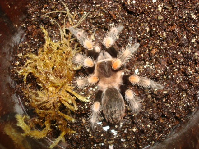 Mexican Red Knee