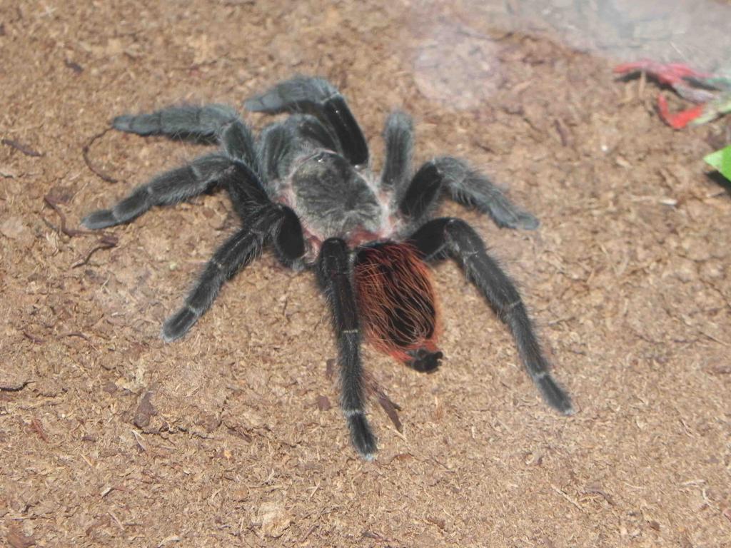 Mexican Red Rump (brachypelma Vagans)