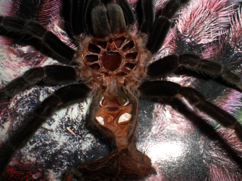 mexican red knee tarantula molting