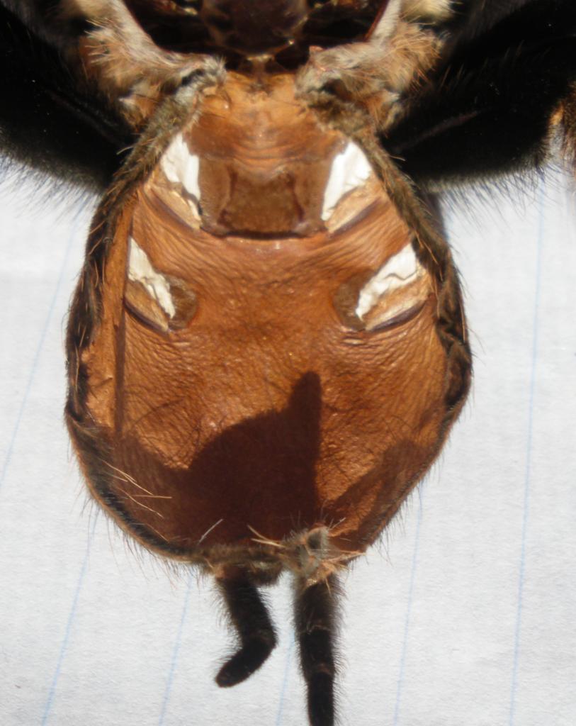 Mexican Redknee (B. smithi) male or female???