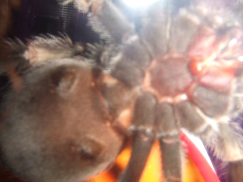 Mexican Redknee, Female? Hopefully