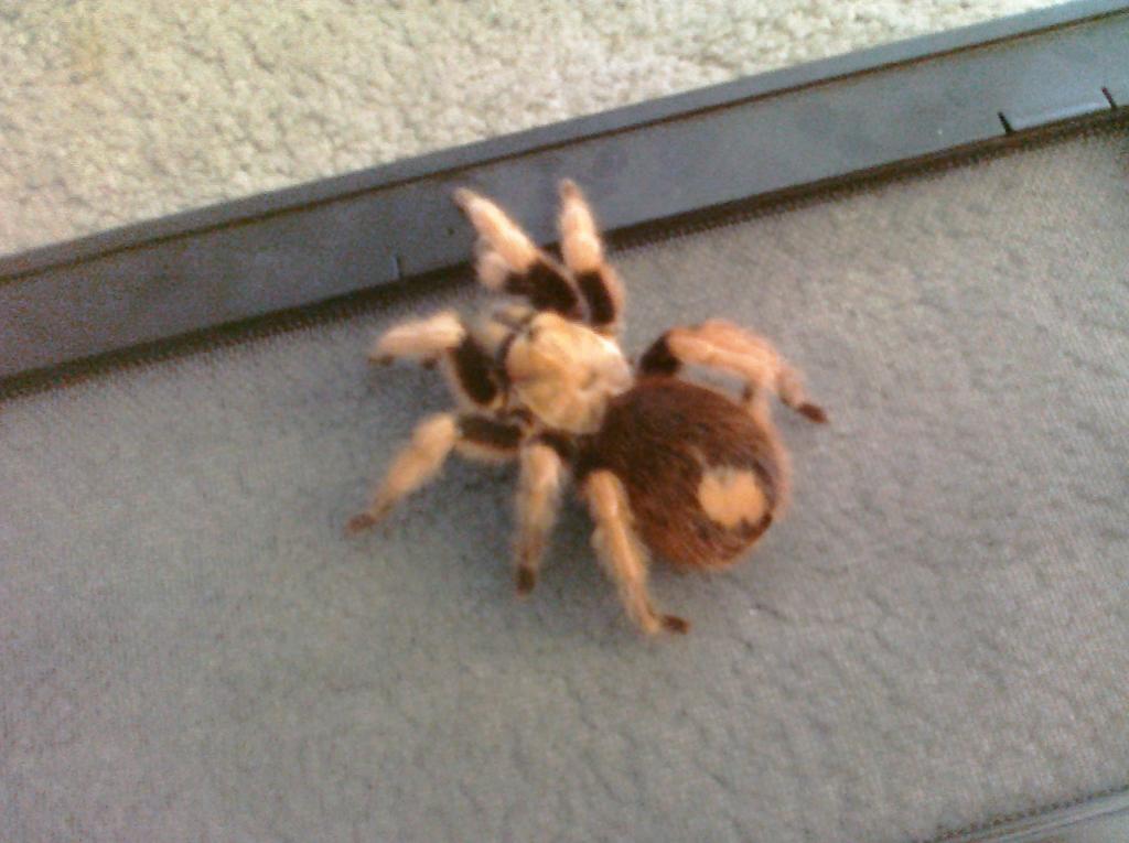 MF Aphonopelma sp new river