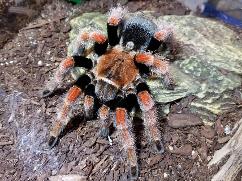 MF B. boehmei named Daisy