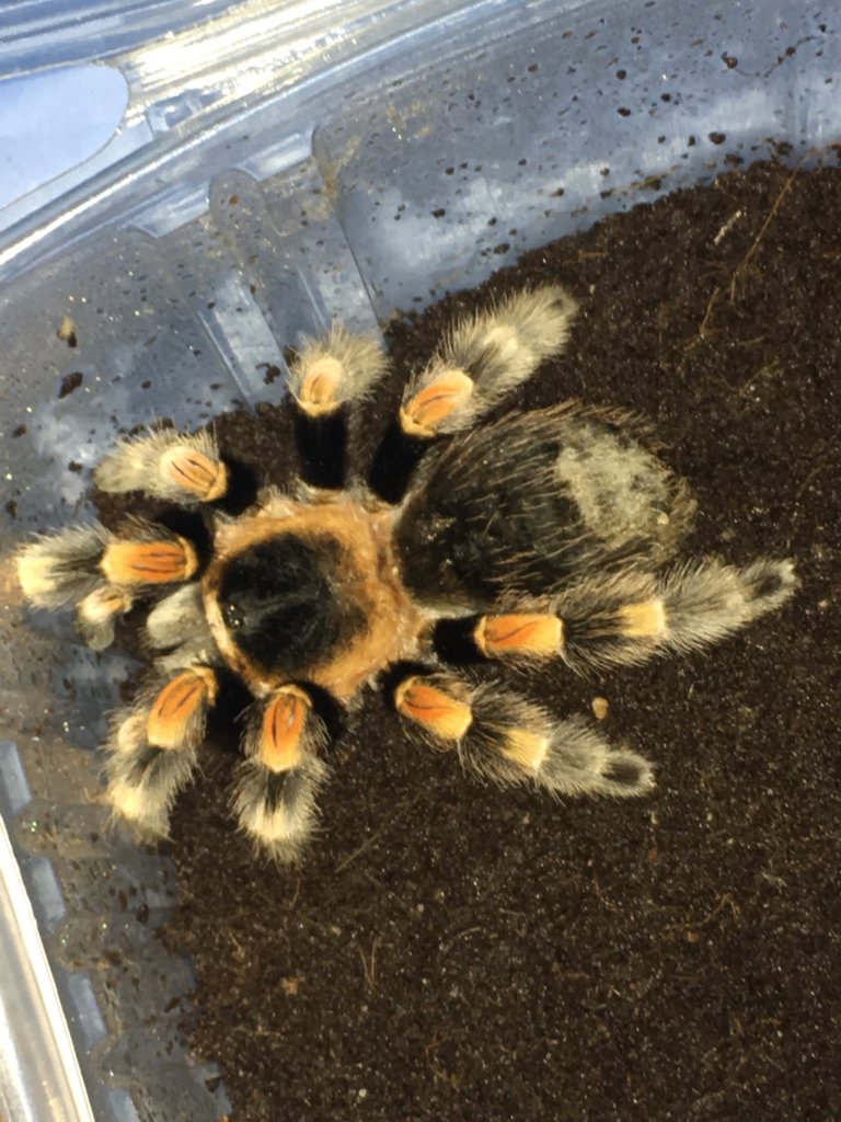 MF B. smithi