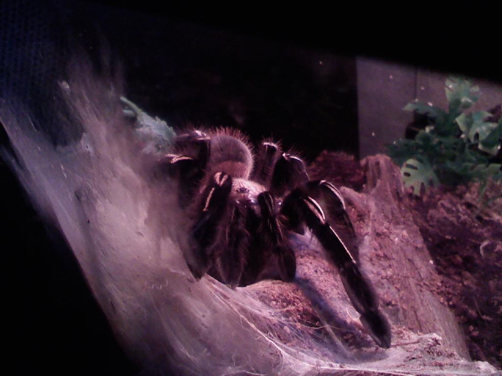 MF E. Murinus