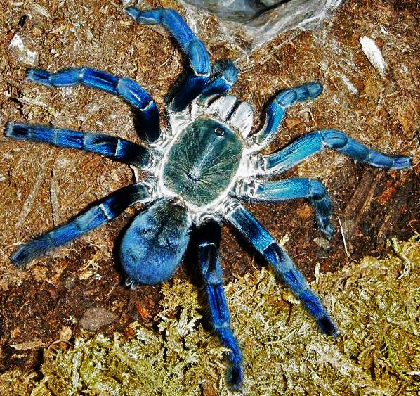 MF H. Lividum Post Molt