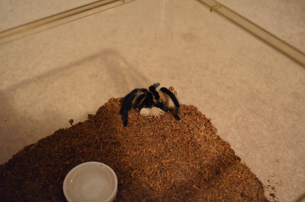 MF M. Balfouri Eating Juicy Dubia