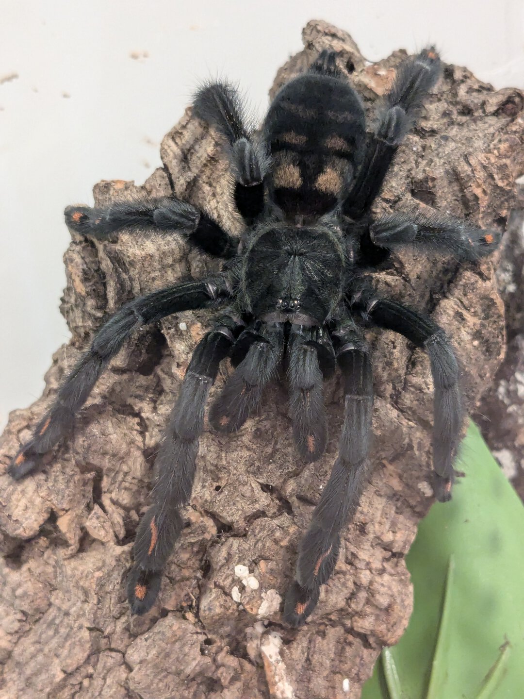 MF P. irminia "Irma" ready for her next modeling gig