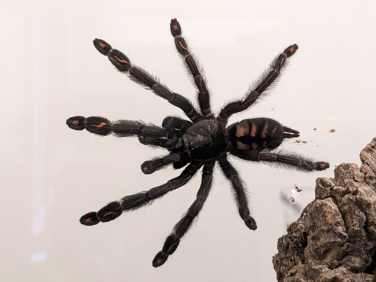 MF P. irminia post-molt