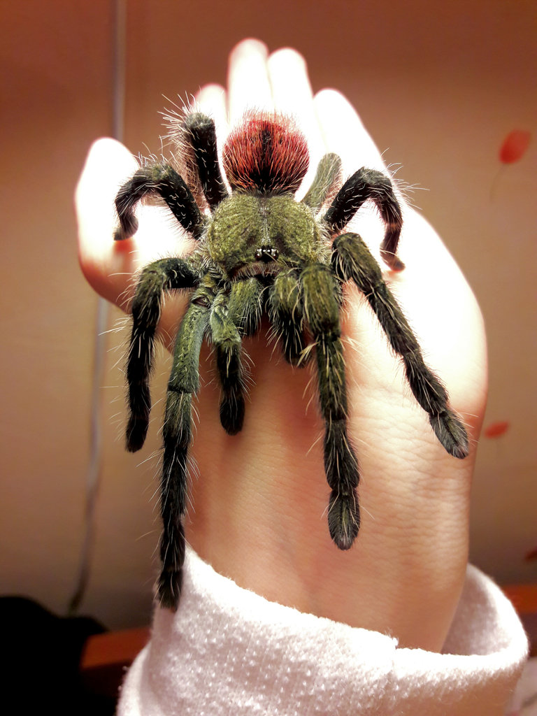 MF Thrixopelma Ockerti