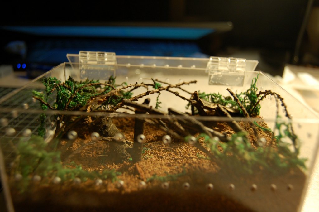Micro forest for a micro Gbb