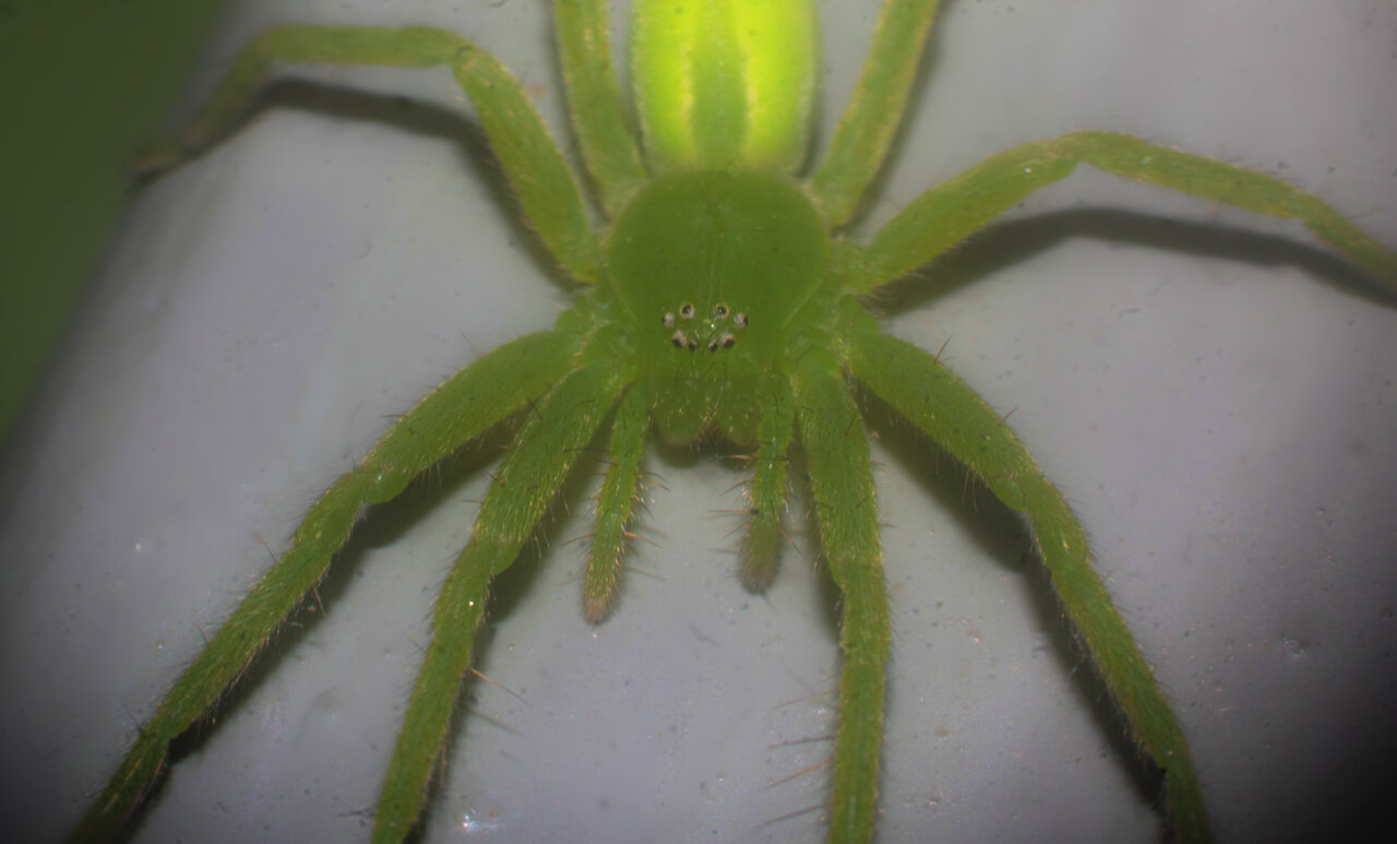 Micrommata virescens (Green Huntsman spider) 2