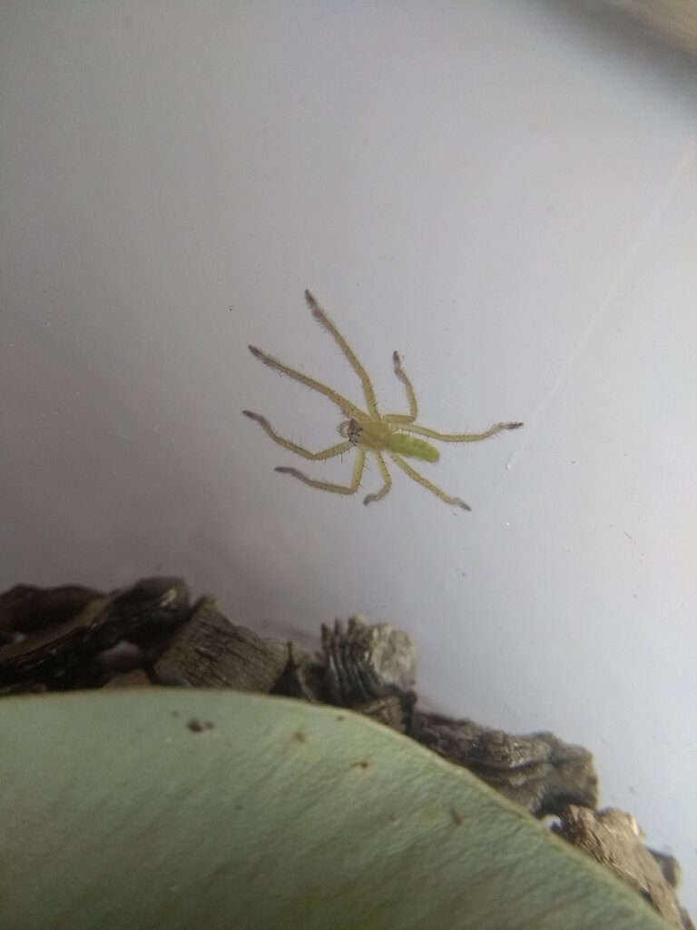 Micrommata virescens in Perth Australia?