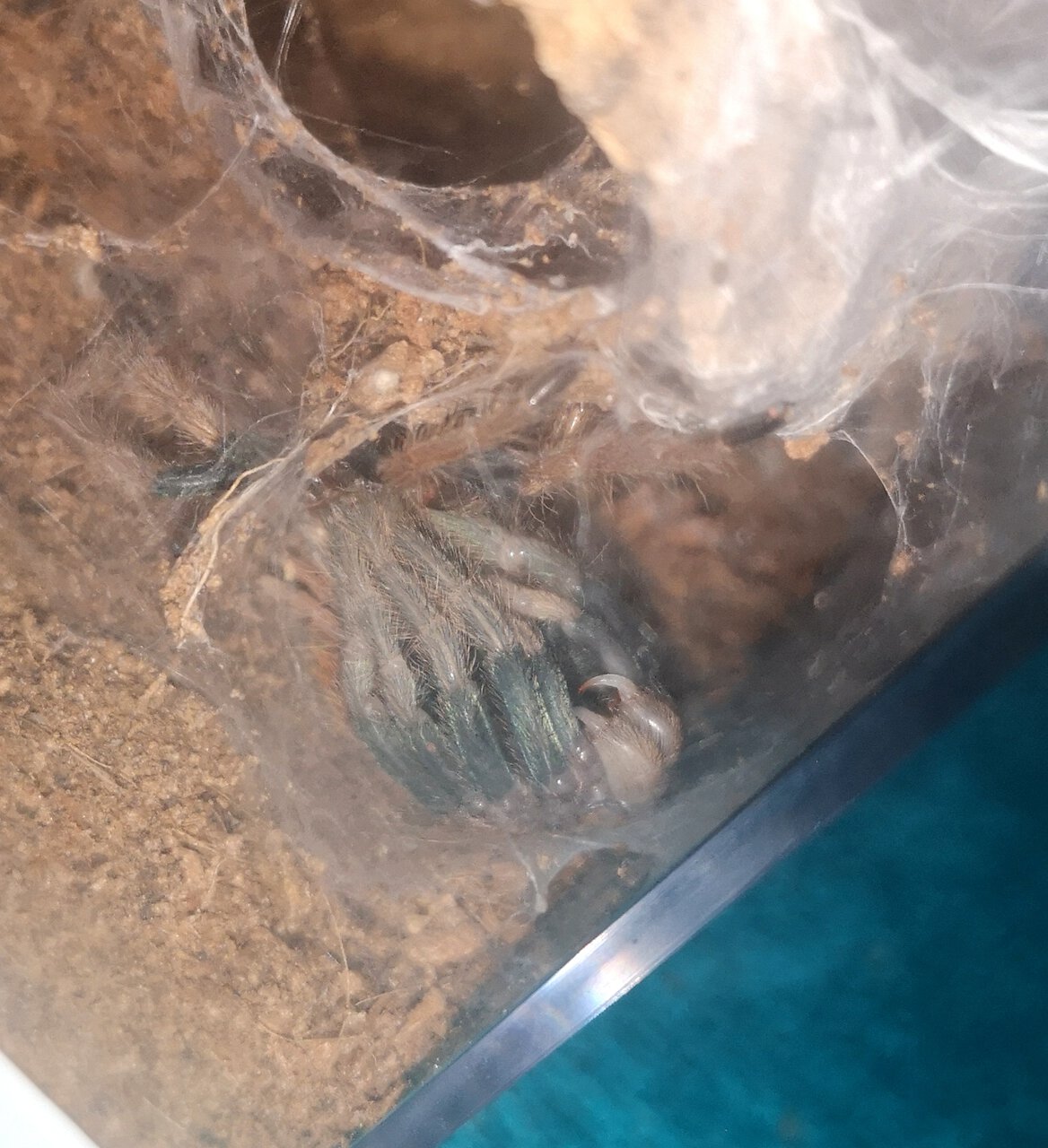 Mid-molt, blue legs starting to show