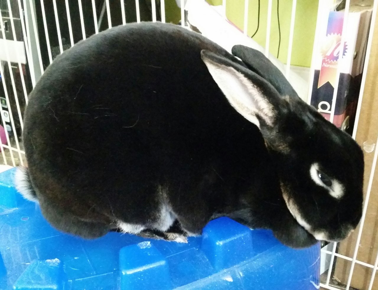 Midnight the Bun