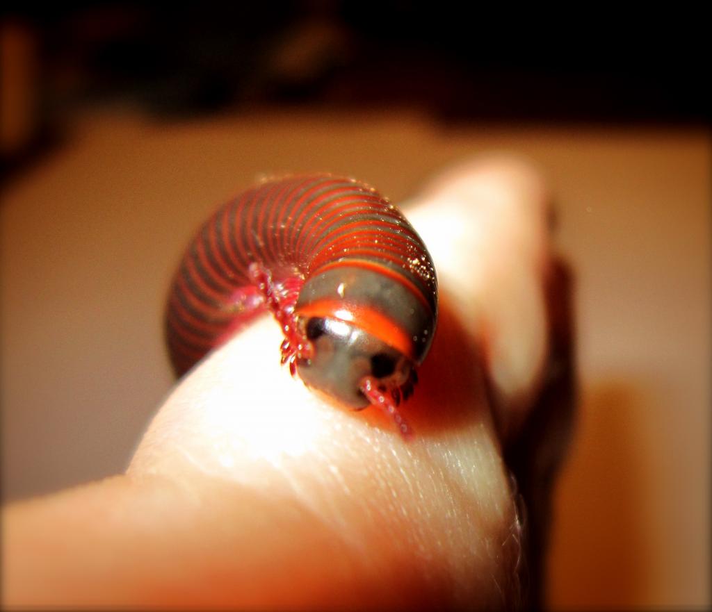 Mildred the Millipede