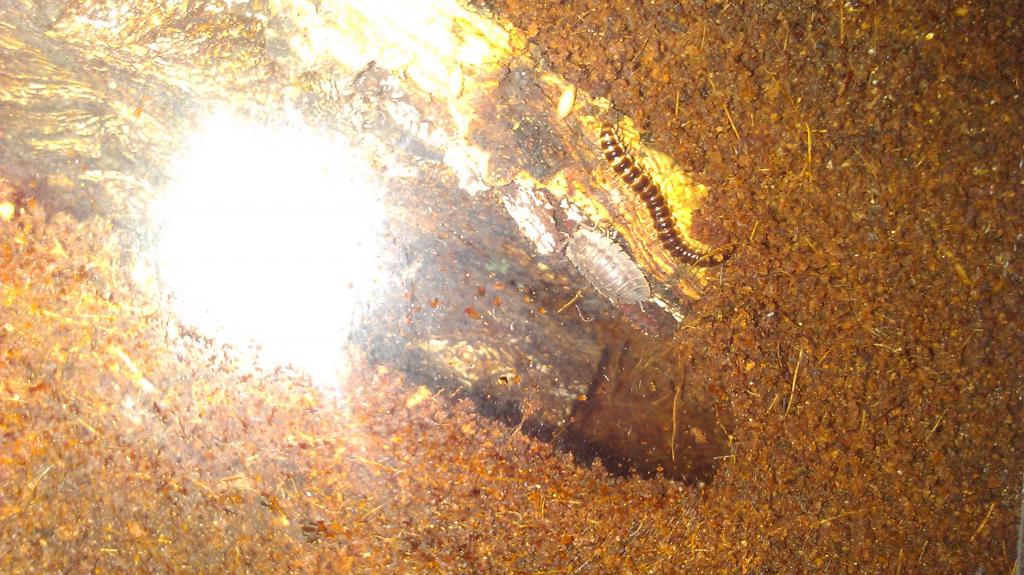 Millepedes in scorpion enclosure