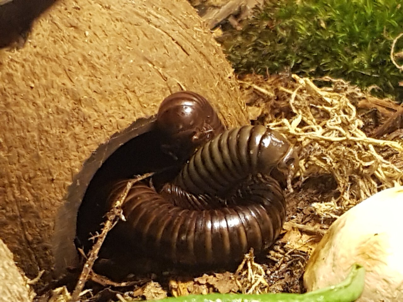 Millipedes 'Cuddling'