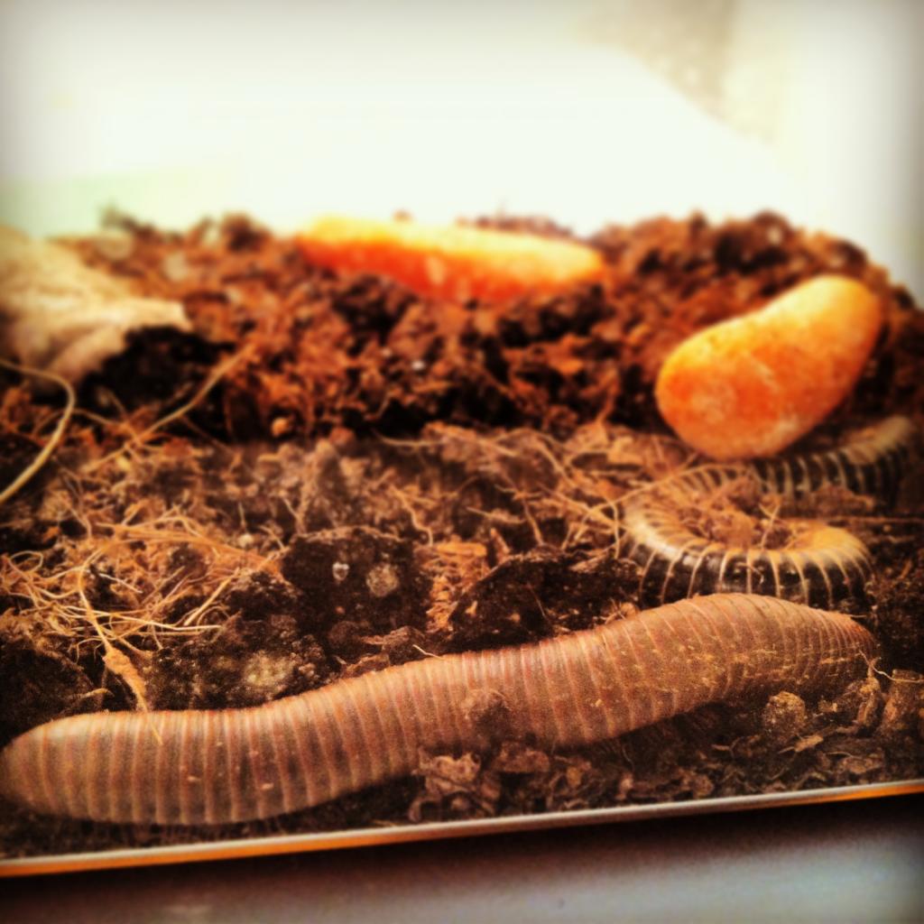 Millipedes