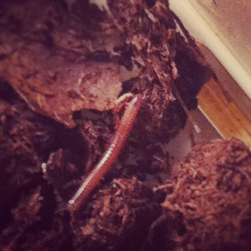 Millipedes