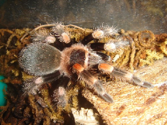 "Mina" B. smithi