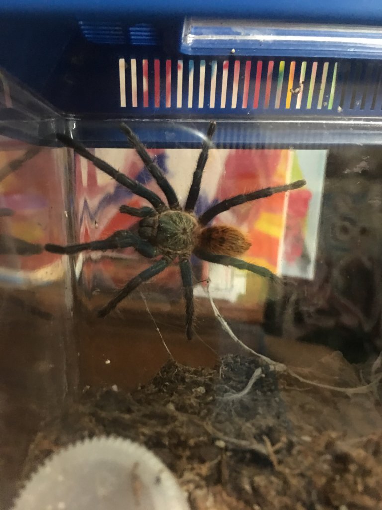 Mirana, Chromatopelma cyaneopubescens post molt