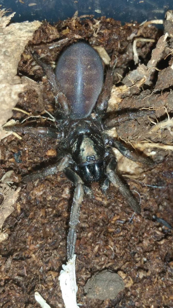 Misgolas Rapax juvenile female