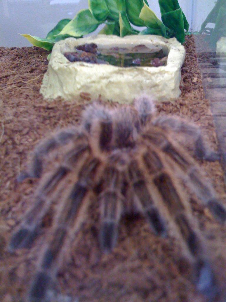 Miss Charlotte