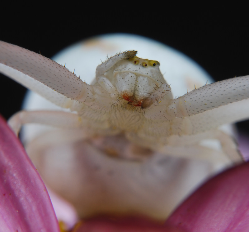 Misumena vatia