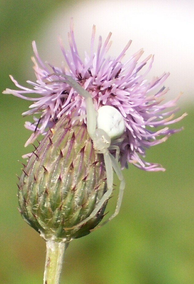 Misumena vatia