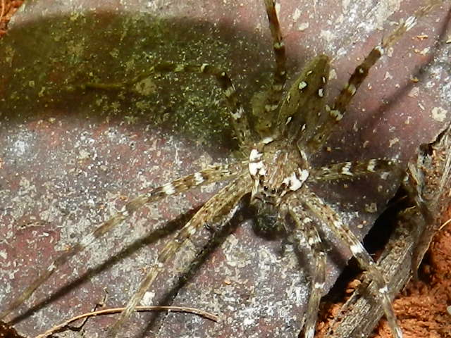 Miturgidae sp.