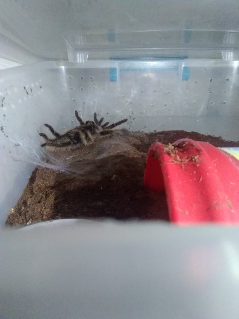 Mitzy's Molting! - Brachypelma Albopilosum