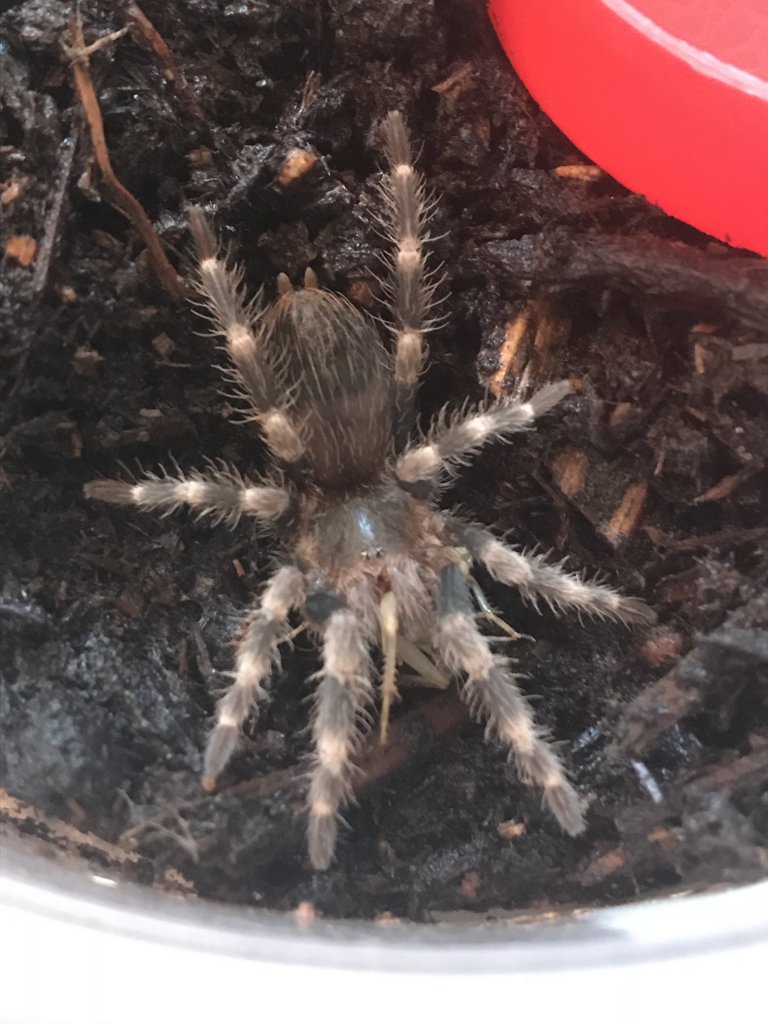 MJ post molt