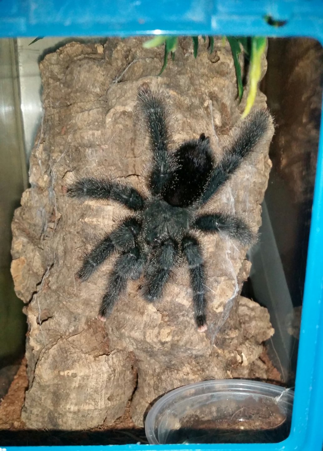 MM A.avic morph #6