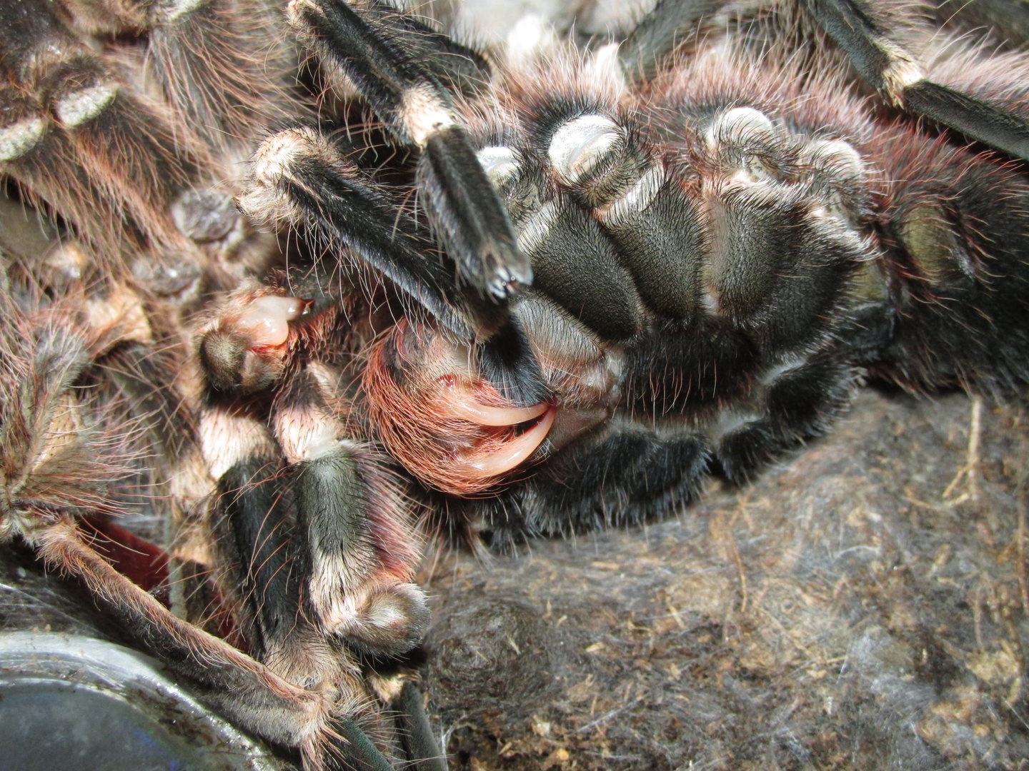 MM A. geniculata