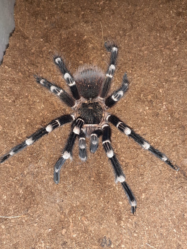 MM A.Geniculata