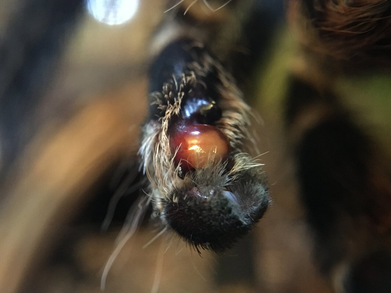 MM Acanthoscurria geniculata loaded emboli