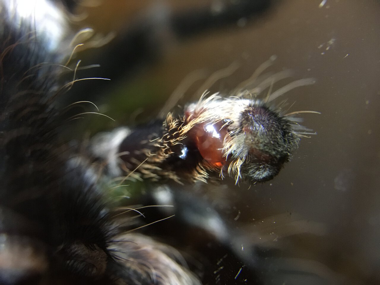 MM Acanthoscurria geniculata manly bits