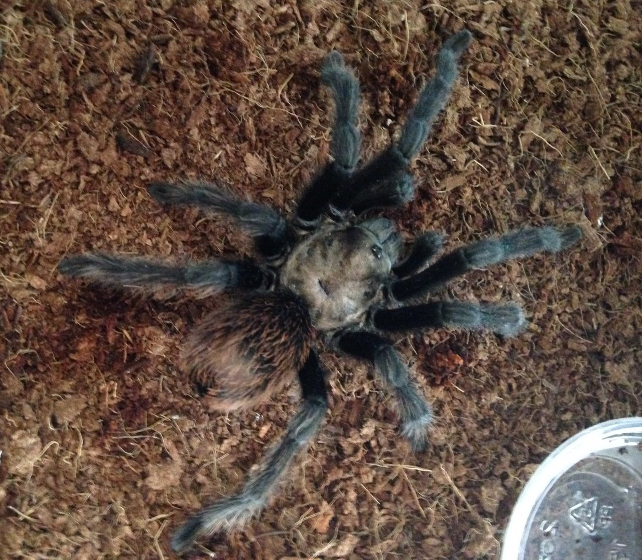 MM Aphonopelma chalcodes