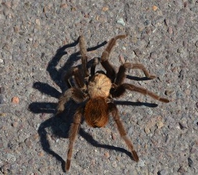 MM Aphonopelma from Big Bend
