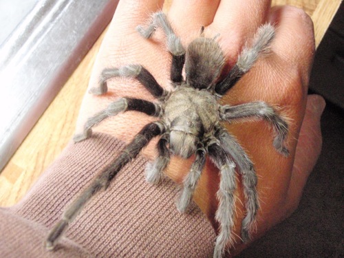 MM aphonopelma of some kind