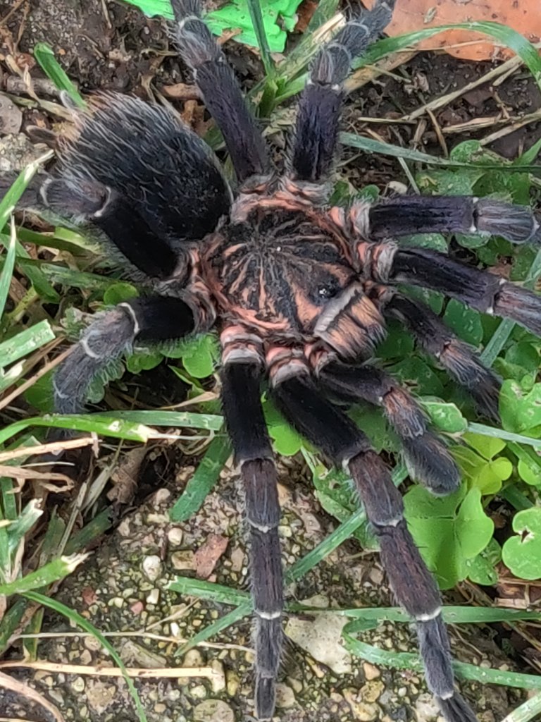 Mm Aphonopelma seemanni