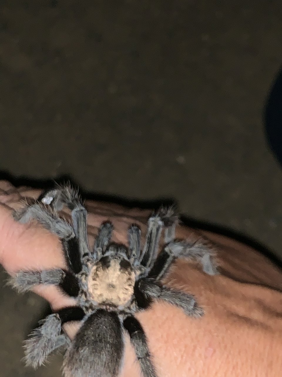 MM Aphonopelma